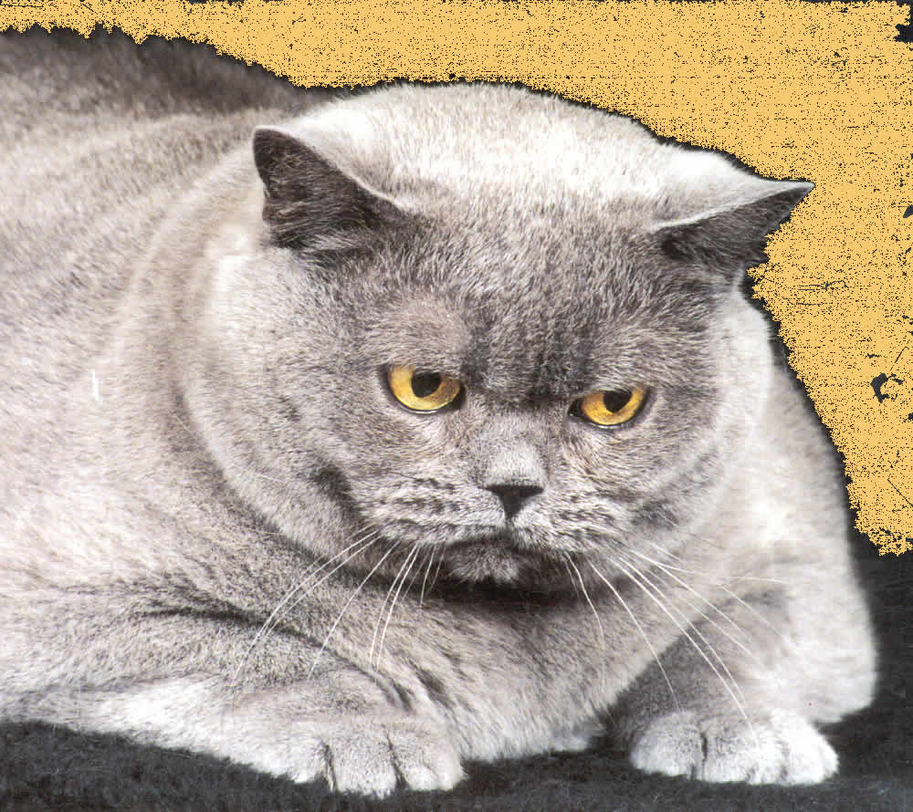 Fat Cat Etail Web Design